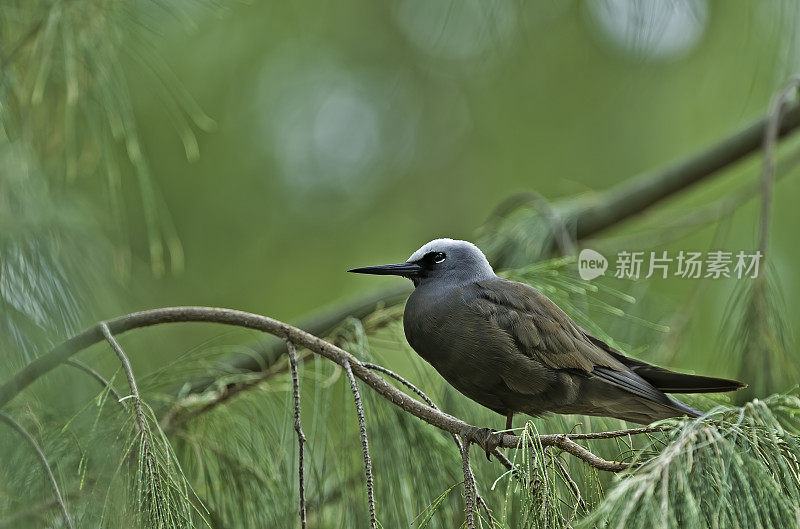 Brown Noddy or Common Noddy (Anous stolidus) is a seabird from the tern family. The largest of the noddies. Papahānaumokuākea Marine National Monument, Midway Island, Midway Atoll, Hawaiian Islands. Laridae.